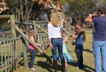 Half Day Lion Park Tour